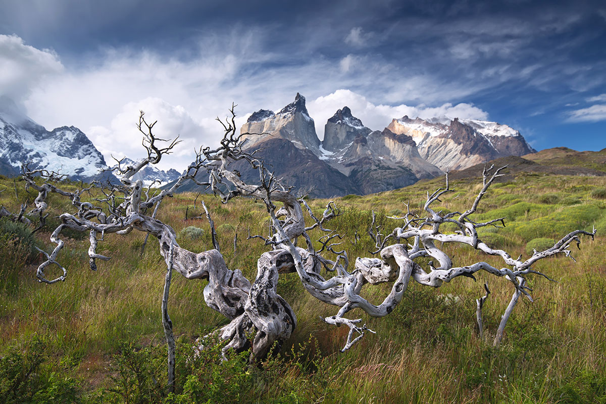 Parque Nacional Torres del Paine Árboles quemados en el Parque Nacional Torres del Paine
