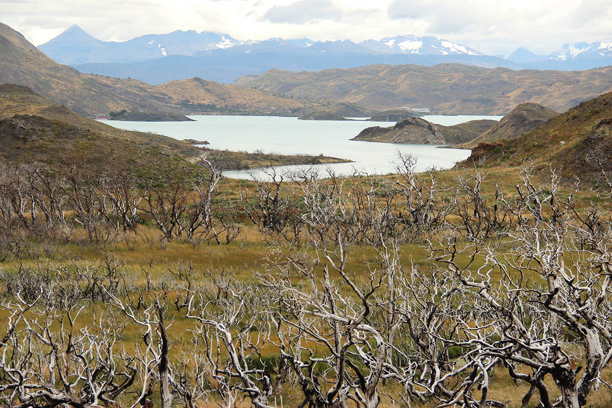 Combate de incendios forestales en el parque nacional torres del paine Combate de incendios forestales en el parque nacional torres del paine